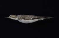 藏品(鐵嘴鴴)的圖片